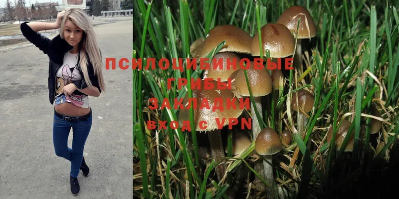 Галлюциногенные грибы Psilocybe  купить наркоту  Гулькевичи 